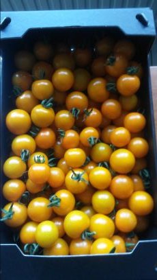 Vader van 2 kids, teler van Candiezz-snoeptomaten/TVA Growers.