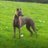 farklandkennels's profile image