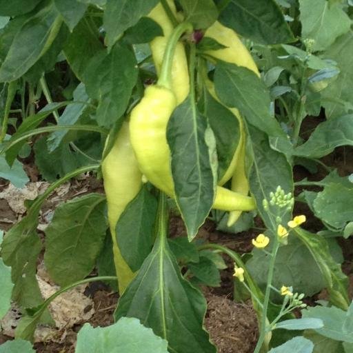 Zomi Community Garden