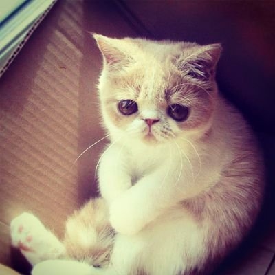 rahguillaume's profile picture. Bienvenido a mi planeta. No es muy grande, pero al menos gira.