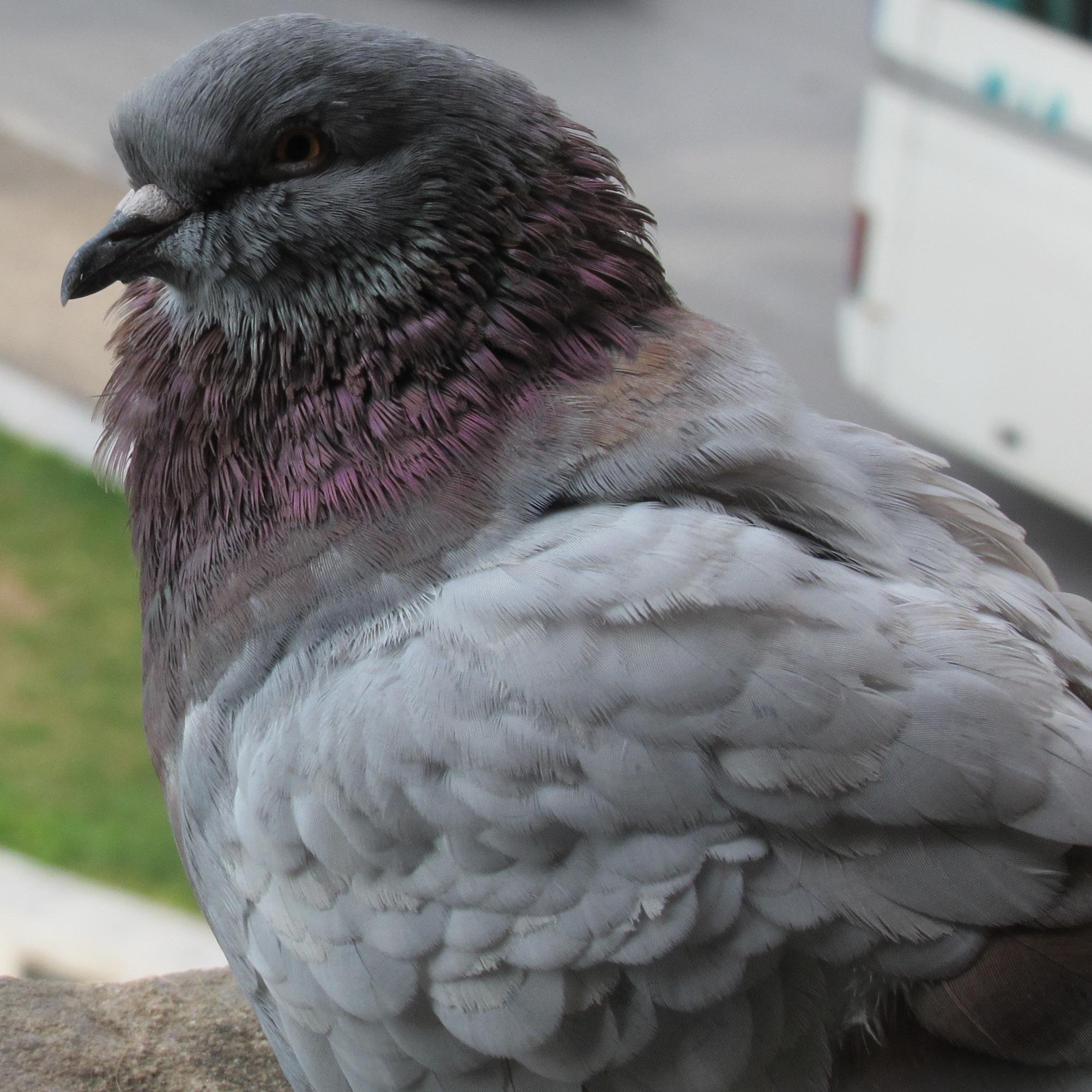 pgmank's profile picture. I am just a simple human being