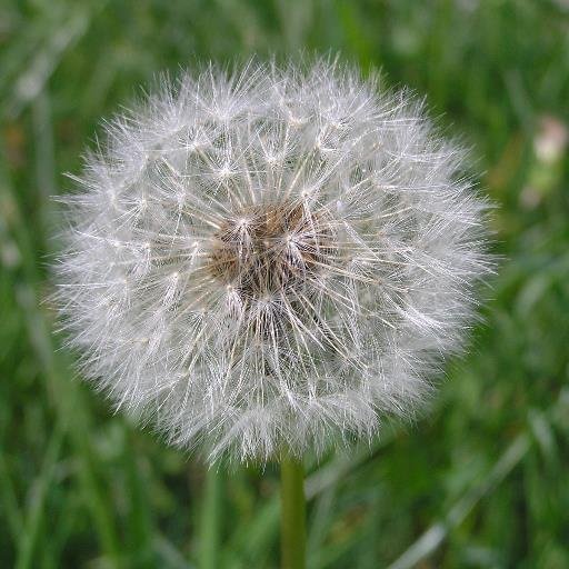 Loewenzahn4's profile picture. 