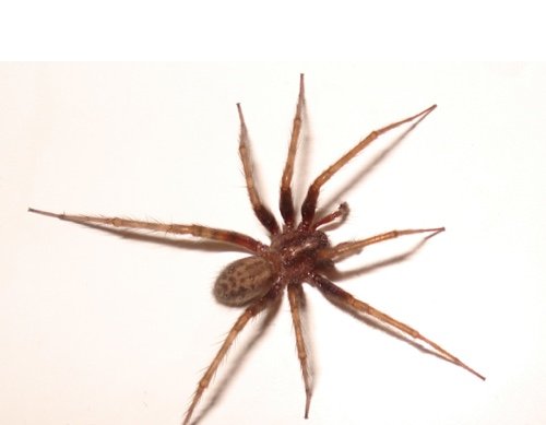 Spiiderrrrrrrrr's profile picture. 