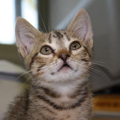 Gatita de Hades.Adoro a Elena Gilbert.Tocala y te doy un zarpaso