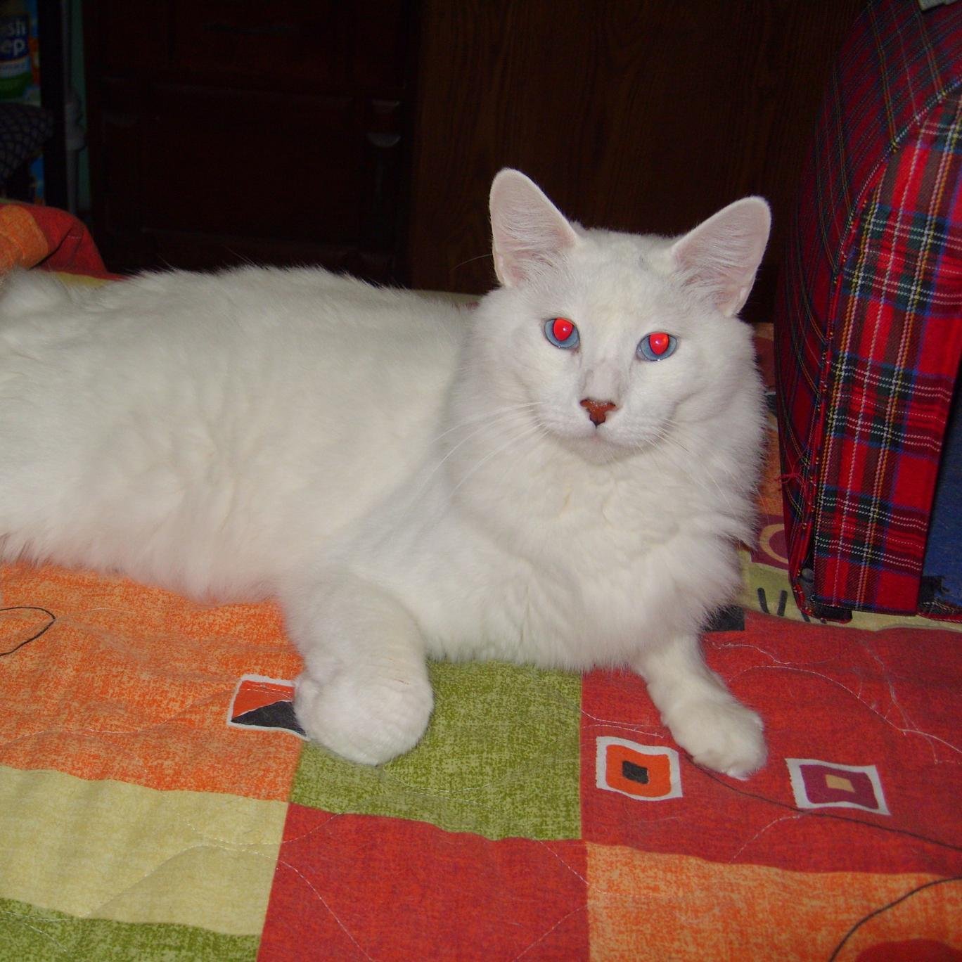 Pattymiauh's profile picture. 