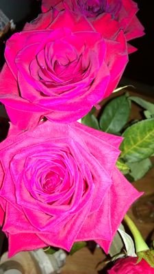 89Rosess