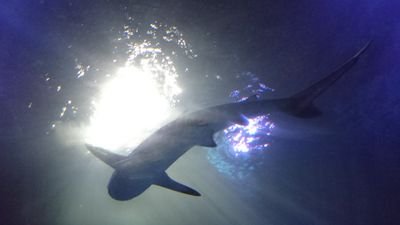 flybluesky2's profile picture. Book your flight today and save 60% off
Started in October 2014 http://t.co/RCKIgqAf68