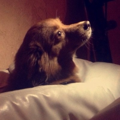 chiefboolz's profile picture. My patronus is a hug