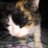beckle101's profile image