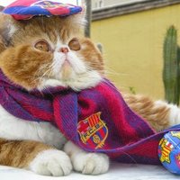 Pere Simon (@001714) 's Twitter Profile