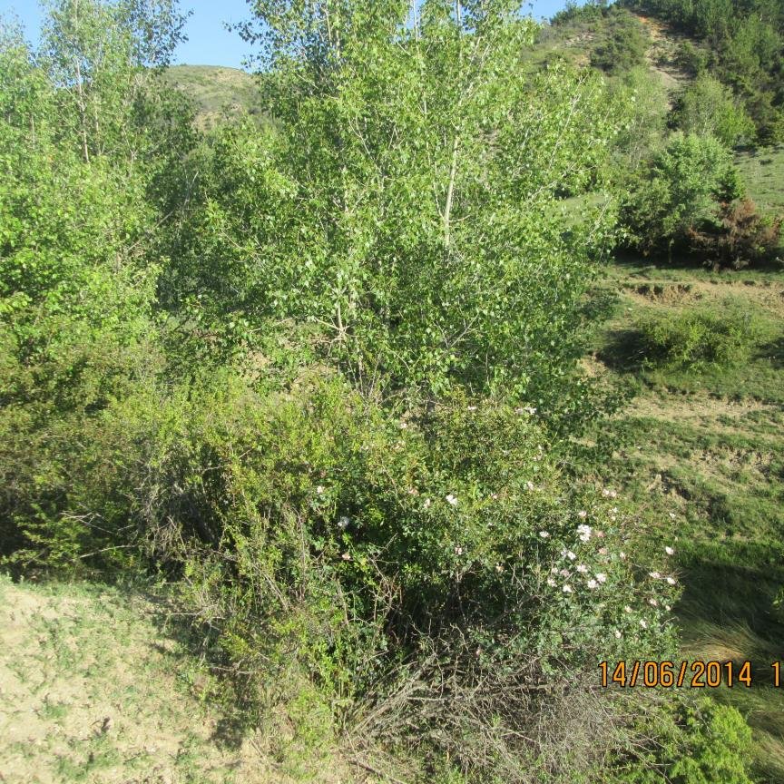 celikler1's profile picture. 