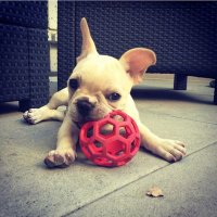 paul (@yo_frenchie) 's Twitter Profile