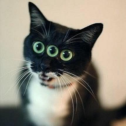 Картинки по запросу палёнЫЙ КОНЬЯК