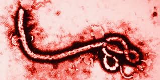 EBOLA300's profile picture. IM COMING TO GET YOU 
Not affiliated at all with Ebola