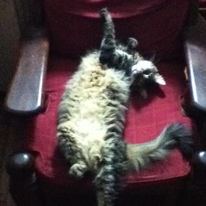 ErTuccillo's profile picture. 