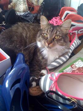 fancypurrs's profile picture. I taught Michelle Pfeiffer all she knows. purrs