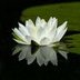 13-lilypad (@13Lilypad) Twitter