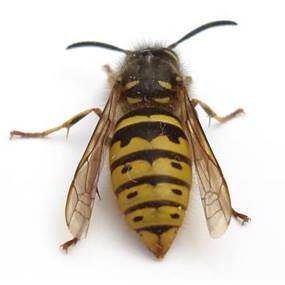 PestLocal's profile picture. A friendly serviceWe want you to feel you have chosen a trusted service Genuine concern.