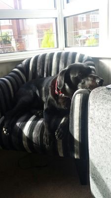 snelling321's profile picture. Lead teacher of English