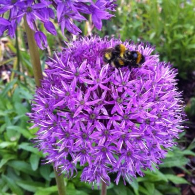 Sevenoaks Living Landscape Project (SOLL) Encouraging Sevenoaks people to look after our threatened wildlife. we CAN make a difference!