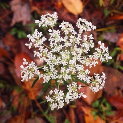 abbywillis42's profile picture. hike