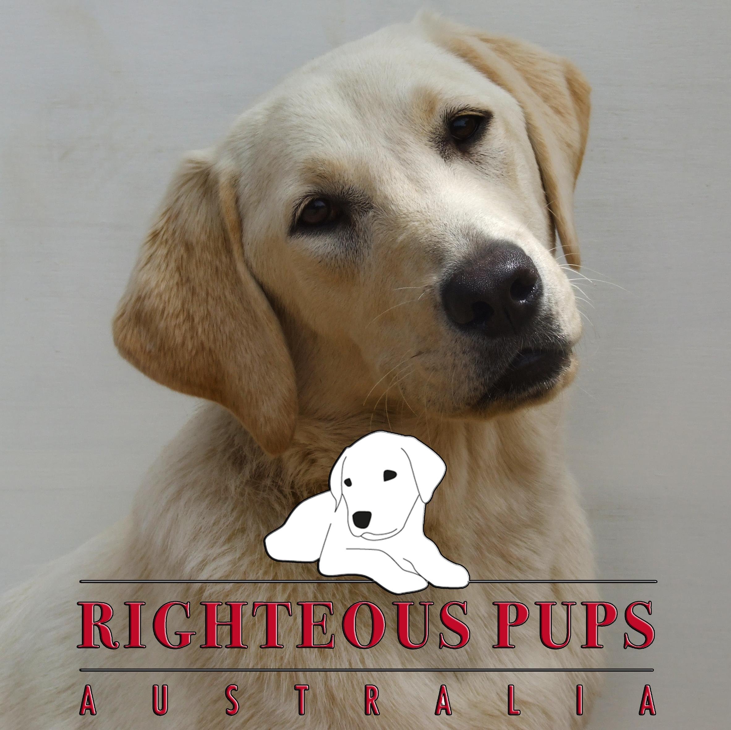 Righteous Pups Australia,we help raise and teach mans best friend to do exactly that, we train dogs to assist people with conditions such as Autism.