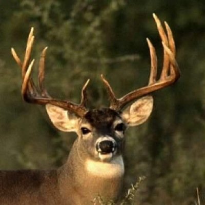 Buck_a_deer's profile picture. somewhere watching