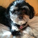 Diane Faust - @littlephoebe5 - Twitter