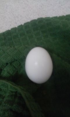 mypetegg's profile picture. adventures of Shannon!
the egg!!