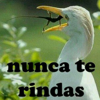Osea