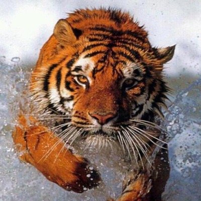 Keep up with what's happening with Tiger Football