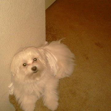 tweettome10's profile picture. Model, Fashion, Paris, Tiffany, Milan, Germany, France, Holland