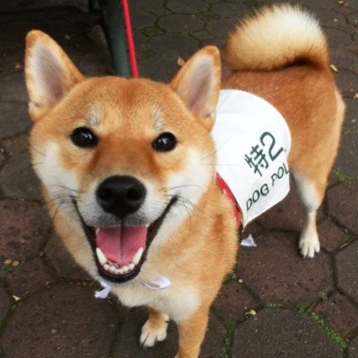 Shiba_mw Profile Picture