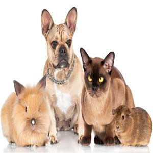 #Pet news/blogs collected from the web & delivered on our website. Economical, Premium #Banner #advertising available on our website.