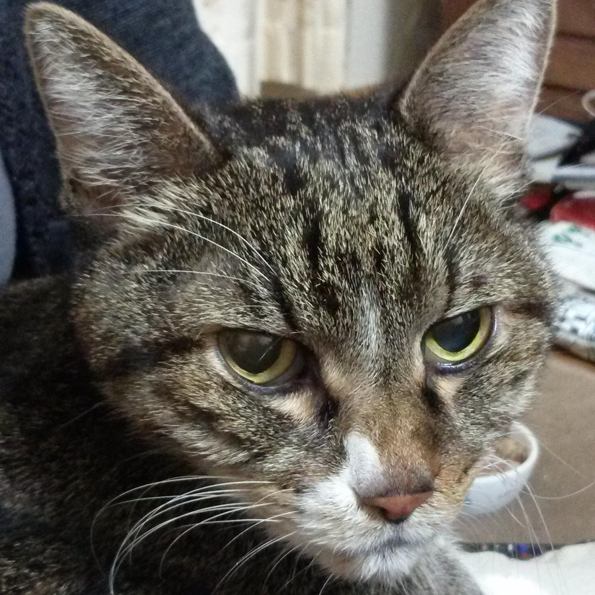 うずら (@uzura322) / Posts / X