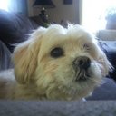 lisa schell - @schell383 - Twitter