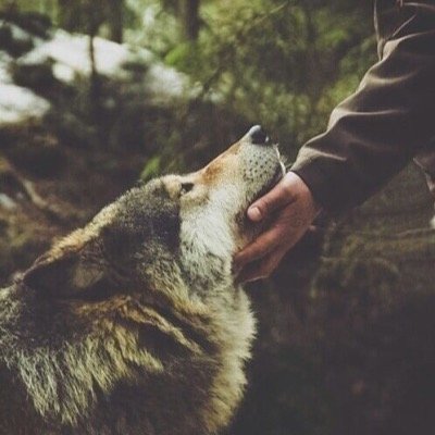 Simple compte défendant la liberté des animaux - nous sommes deux