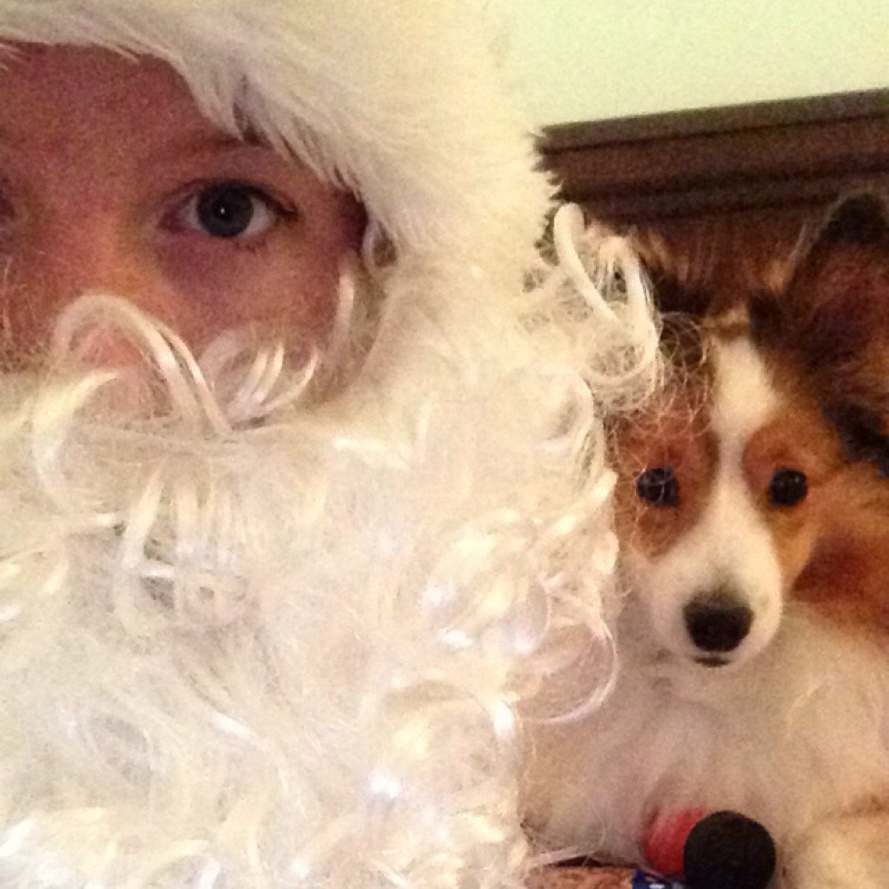 I am a sheltie who loves people, follow me and you'll get a bark back!