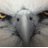 Profile Picture of Allen Lady Eagle Lax (@@AllenLadyEagLAX) on Twitter