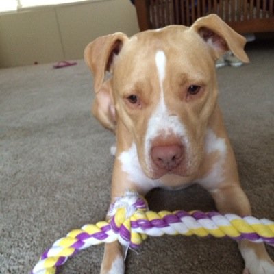 pitifulrapunzel's profile picture. dog. seeker of happiness and beauty in the world.health. learning. laugh. love. change your story constantly. read. grow. meet new people. smile. pats fan.