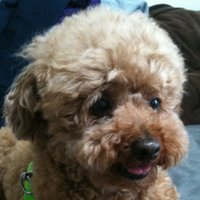 Ｘ君 (@lion_peropero) Twitter profile photo