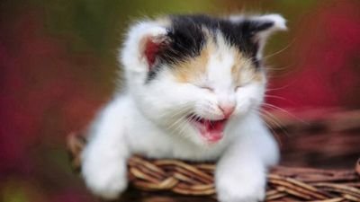 denai601's profile picture. 