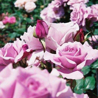 flowerstreams's profile picture. rock/classical music/art/photo/mother nature/the universe/