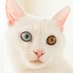 Tomonobu Inoi (@inoidesign) Twitter profile photo