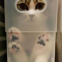 eternal optimist (@dettybo) 's Twitter Profile