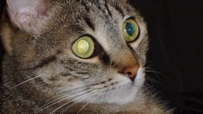 max_fireblade's profile picture. 