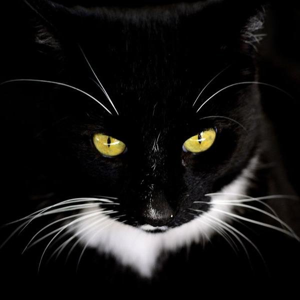 tagfire's profile picture. 