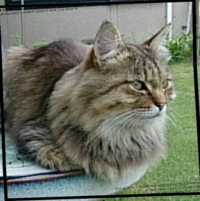 ジャンルジプシーな腐った成人女性。チキンハート。無言フォローすみません…。お金は貯めずに使うもの。石沼、◆、刀剣、トライガン、FGO、文アルe.t.c...