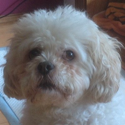 beesgia's profile picture. 