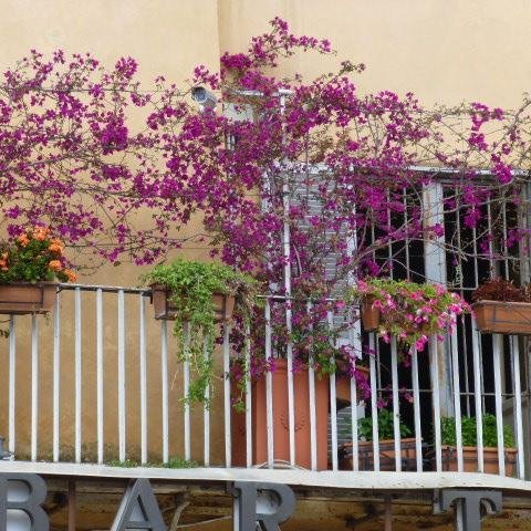 life_muses's profile picture. 